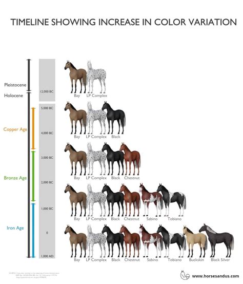 Equine Coat Color Genetics Wikipedia Vlrengbr