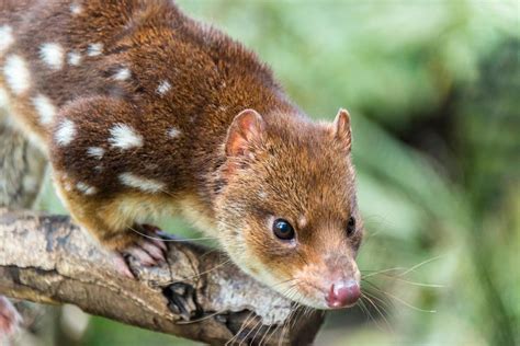 Land Mammals Parks And Wildlife Service Tasmania