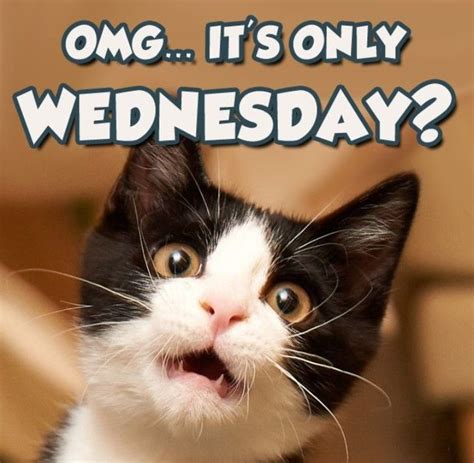 Its Only Wednesday Cats🐱 Wednesday Cat Quotes Funny Funny Animal