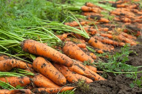 When To Harvest Carrots Diy