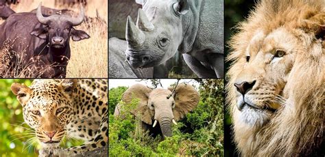 Top 190 The Big Five Safari Animals