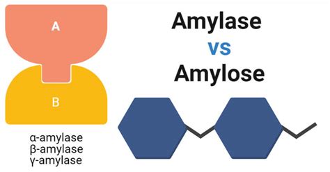 Amylase Vs Amylose Definition And 10 Major Differences