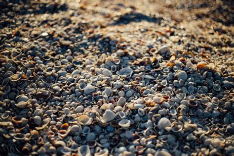 🥇 Image Of Sea Shells Beach Sand Rocks Pebble Sunshine Summer 【free