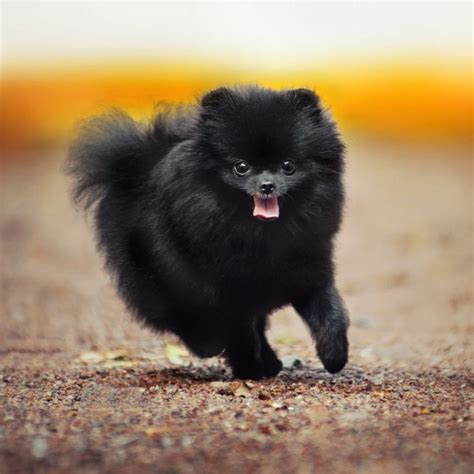 Black Pomeranian Puppy World Of Animal Pomeranian Black Pomeranian