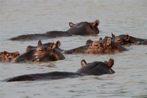 Wild Hippo In African River Water Hippopotamus Hippopotamus Amphibius