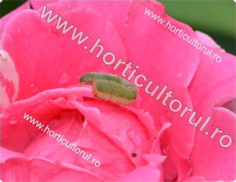http://www.horticultorul.ro/insecte-boli-daunatori-fungicide-insecticide-ingrasaminte-pesticide/viespea-neagra-a-trandafirului/