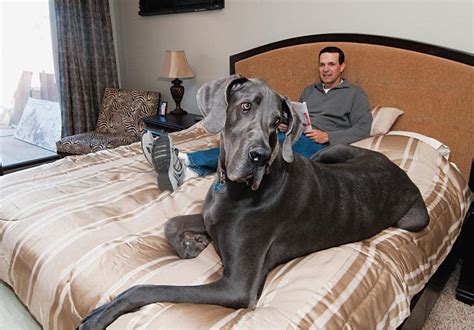 Giant George Great Dane Is Guinness World Record Holder For Tallest