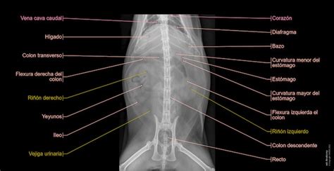 Radíografias Del Gato Anatomía Normal Vet Anatomy