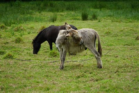 Pony And Donkey In The Meadow Free Stock Photo Public Domain Pictures