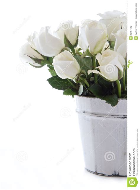 White Roses Isolated Stock Photo Image Of Green Flower 23467142