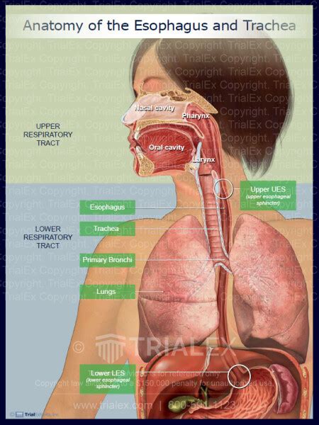 Anatomy Of Esophagus And Trachea The Best Porn Website