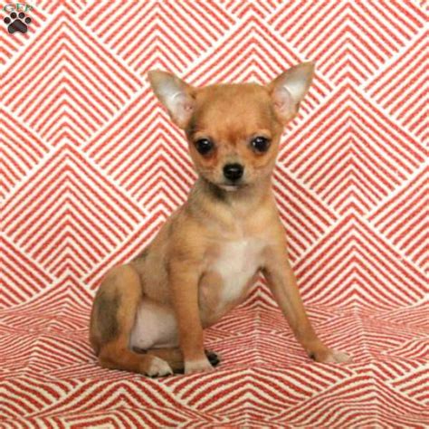 Sassy Chihuahua Puppy For Sale In Pennsylvania