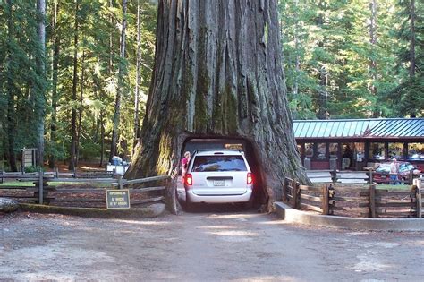 The Drive Through Trees Of California Photofun4ucom