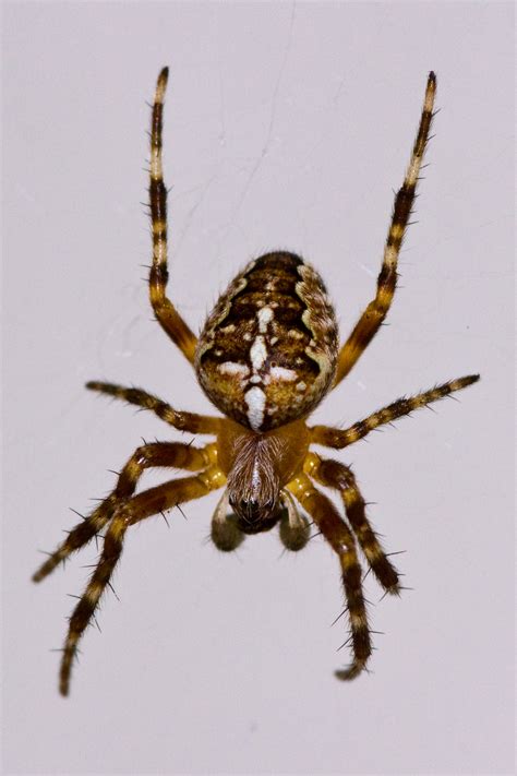 Filearaneus Diadematus European Garden Spider 001 Wikimedia