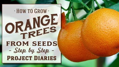 How To Grow Orange Trees From Seed A Complete Step By Step Guide