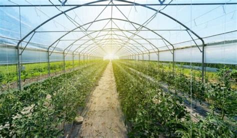 Are You Aware Of The Greenhouse And Types Of Greenhouses Housing News
