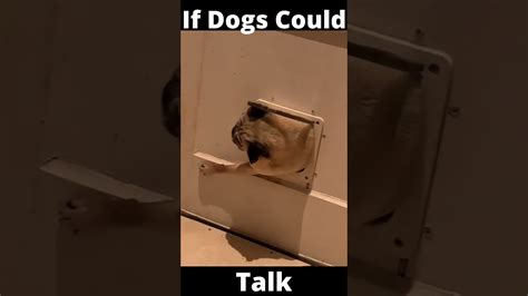 Fat Dog Gets Stuck Doggy Door Super Funny Youtube