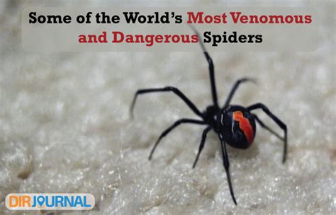 Some Of The Worlds Most Venomous And Dangerous Spiders