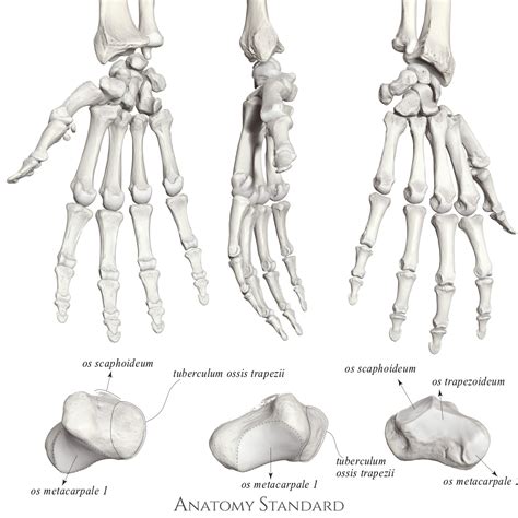 Anatomy Standard Drawing Os Trapezium Latin Labels Anatomytool