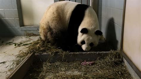 Giant Panda Gives Birth To Twins At Atlanta Zoo Videos Emirates247