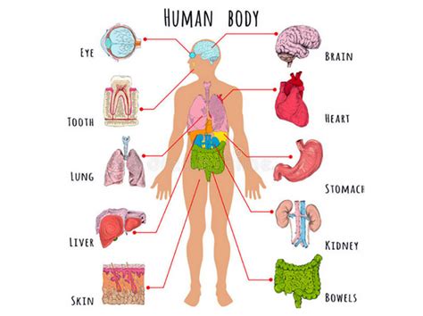 Anatomia Umana Organi Umani Il Corpo Umano Parti Del Corpo Lezione