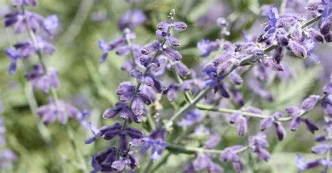 How To Grow Russian Sage Gardening Channel Drought Tolerant Shrubs