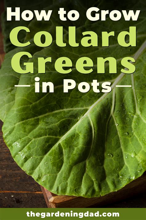 6 Quick Tips How To Grow Collard Greens Artofit
