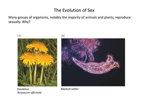 Ppt The Evolution Of Sex Powerpoint Presentation Free Download Id