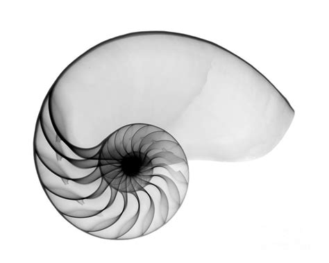 X Ray Of Nautilus Photograph By Bert Myers Pixels