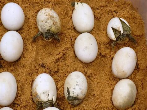 How To Hatch Turtle Eggs Box Turtle Site