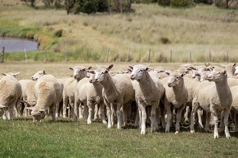 Flock Of Sheep Photograph By K Pegg Pixels