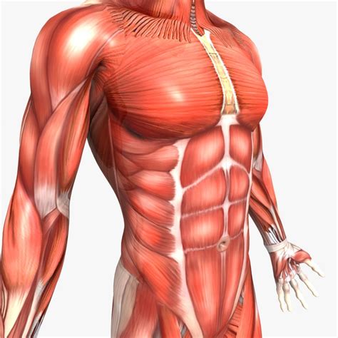 The biodigital human is a virtual 3d body that visualizes human anatomy, disease and treatments in an interactive 3d web platform. Human Male and Female Anatomy 3d model - CGStudio
