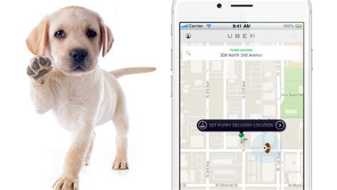 Uber is helping in a big way this superbowl weekend. Uber delivering puppies on demand - CBS News