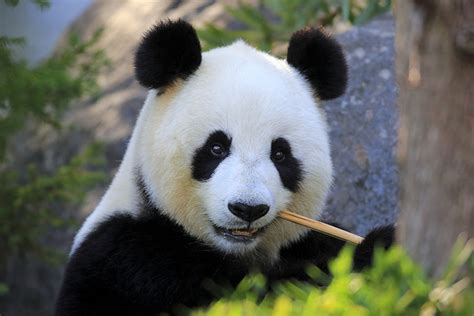 Giant Pandas Are Still Endangered Researchers Say