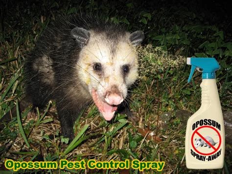 Pest Control For Possum Opossum Exterminator