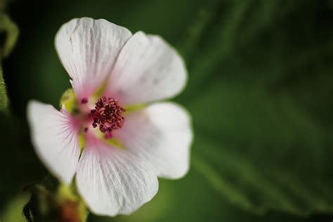 Dein kind hat nachts einen hustenanfall. Husten? Honig und Heilpflanzen helfen! | A.Vogel