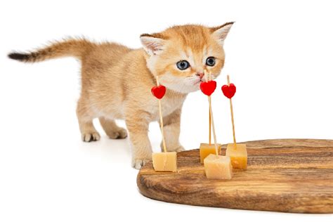 Can Cats Eat Cheese Get The Facts About Cats And Cheese Catster