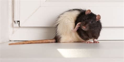 the difference between rats and mice and why it matters