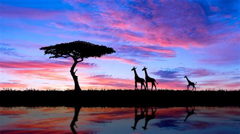 Africa Animal Giraffe Silhouette Sunset Tree 4k Hd African