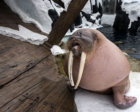 Behind The Thrills Walruses Warming And What Seaworlds Doing To