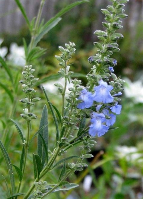 Azure Blue Sage Salvia Azurea Tall Wildflower Native Rare 10 Etsy