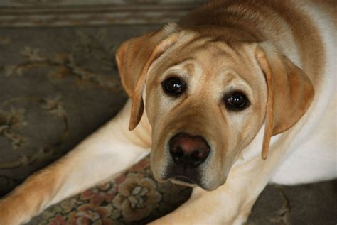 There Is Something About A Yellow Lab Especially An Old One That Had A