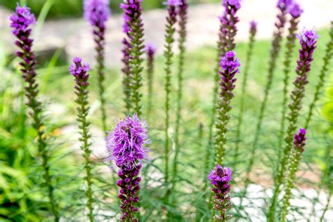 Prairie Blazing Star Care And Growing Guide