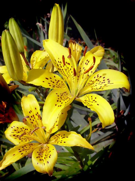 Lily Stock Image Image Of Lilium Plant Liliaceae Flower 146681