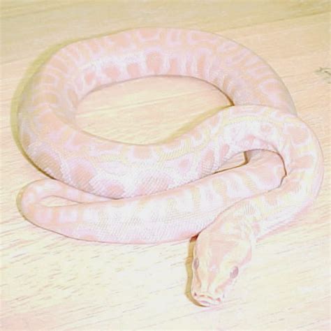 Albino Burmese Python Cb Babies