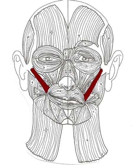 004 Músculos Da Face Mímica Ou Expressão Facial Anatomia Fácil