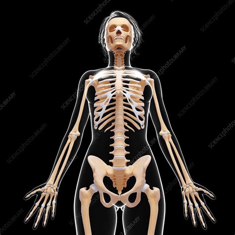Female Skeleton Artwork Stock Image F0071942 Science Photo Library