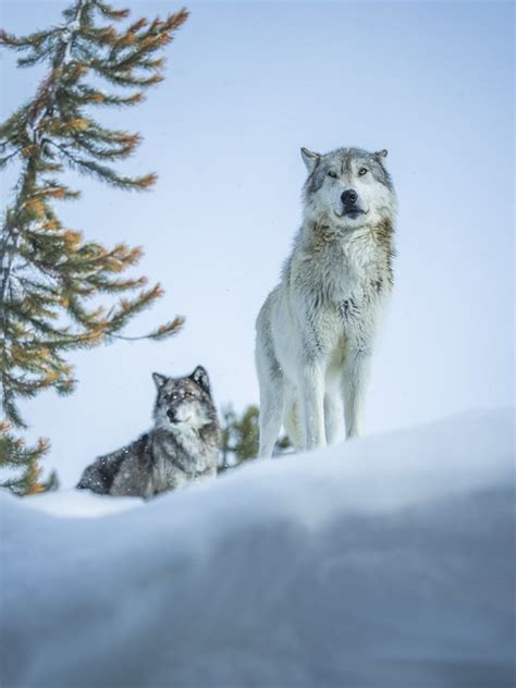Winter Sentinels Two Gray Wolves West Yellowstone Montana Winter Snow