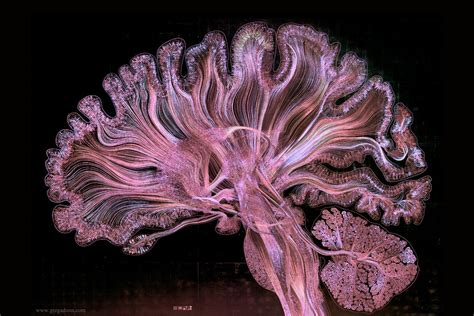 Watch The Human Brain Come To Life In This Stunning Piece Of Art
