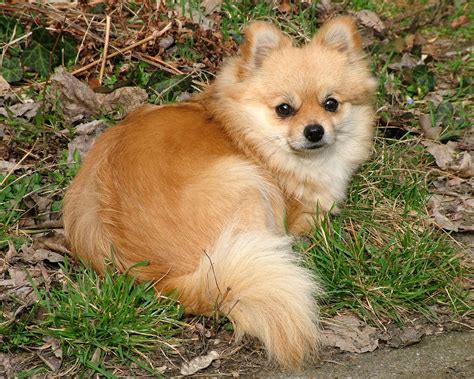 I Love Pomeranians News Bubblews Beautiful Dogs Dogs Dog Lovers